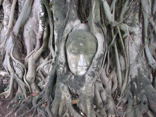 Budhova hlava v kořenech posvátného stromu